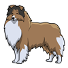 Collie Sticker