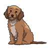 Cockapoo Sticker