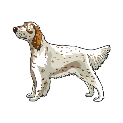 English Setter Sticker