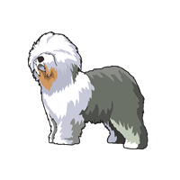 Old English Sheepdog Sticker