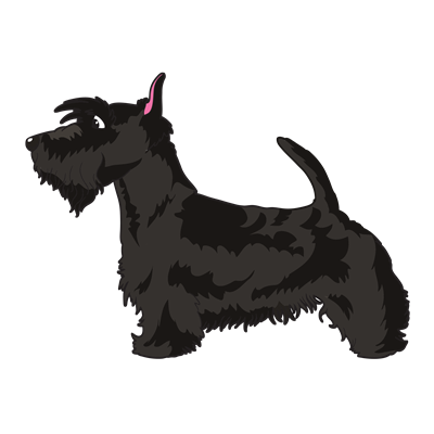 Scottish Terrier Sticker