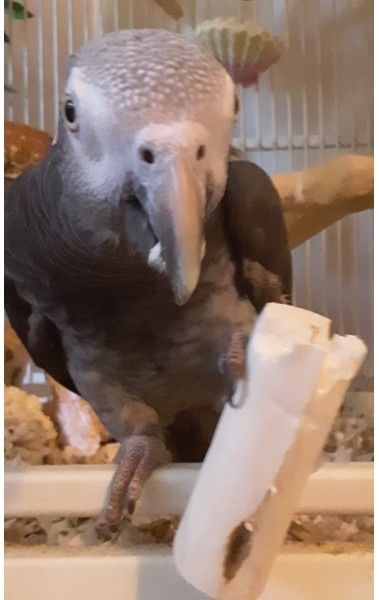 celery sticks footsiez