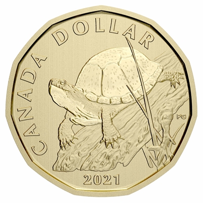2021 Blanding Turtle Canada Loon Dollar Specimen