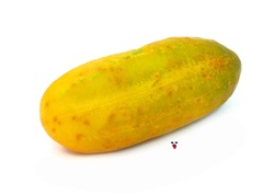 jack from napas giant pickle