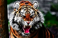 Tiger Decal