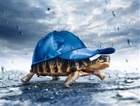 Turtle Tortoise with Hat Wall Decal