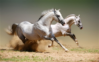 WHITE Horse Stallion Mustang Wall  Decal