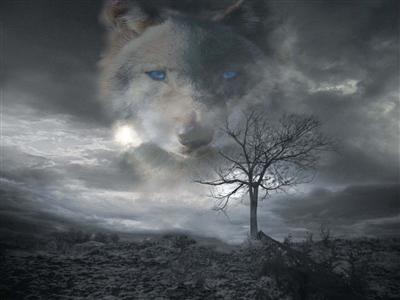Gray Wolf in Clouds Wall