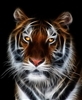 TIGER #3 RV Trailer or Wall Mural Decal Decals Graphics Sticker Art