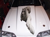 White Tiger Cowl Hood Decal