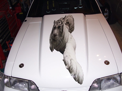 White Tiger Cowl Hood Decal