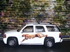 White SUV w/ Small Leopard Cat Side Decal