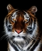 LARGE tiger #3 RV/Wall Decal