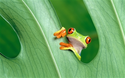 Large tree Frog #1 RV/Wall Decal