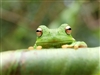 Large tree Frog #3 RV/Wall Decal