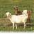 Red Brand Square Deal 70315 Sheep and Goat Fence, 330 ft L, 48 in H, 4 x 4 in Mesh, 12-1/2 Gauge, Galvanized