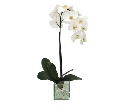 Modern Floral Arrangement Glass and White Stone White Orchids 5"W x 20-25"H