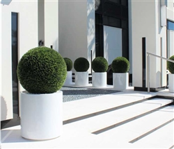 20"Topiary with Max Fiberglass Vase