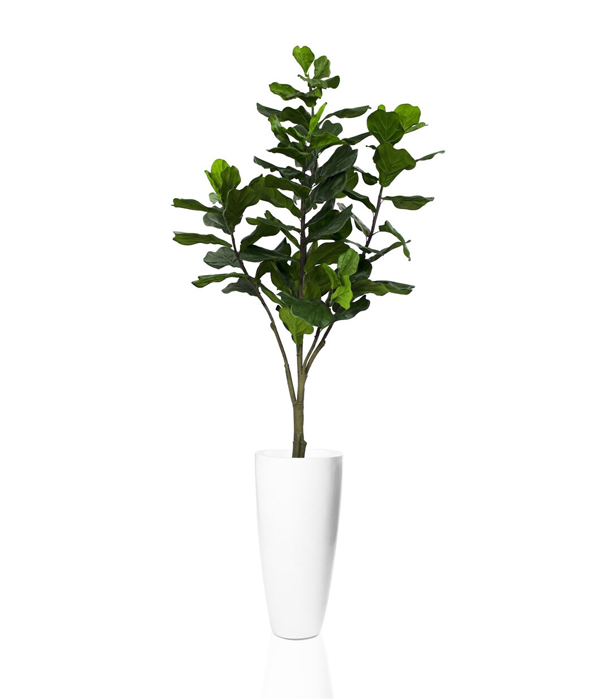 Dax glossy white finish fiberglass planter with large fiddle leaf tree- * Special Order