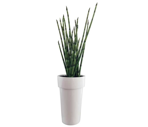 Snake Grass Medium Modern Floral Arrangement with Modern White  Planter