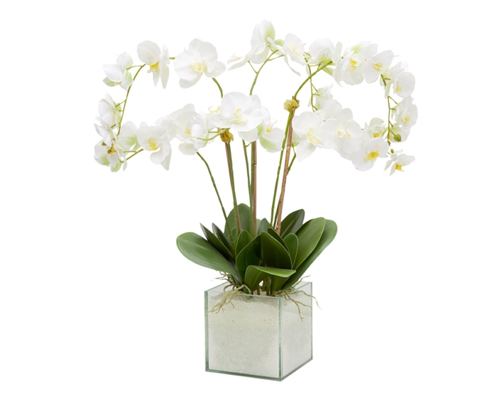 Square Clear Base White Orchid Arrangement
