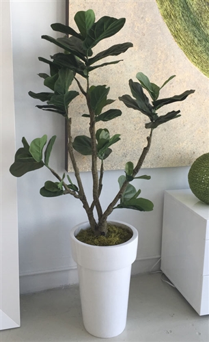 Fiddle Tree Arrangement with White Modern Planter