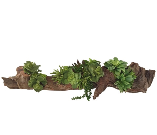 Large Drift Wood with Succulents Modern Floral Arrangement