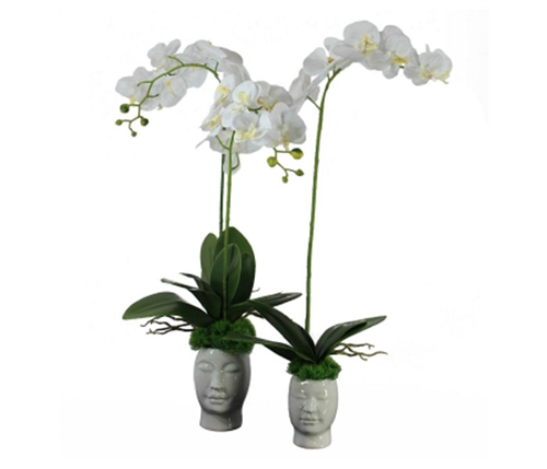 White Orchids with Vine on White Face Base