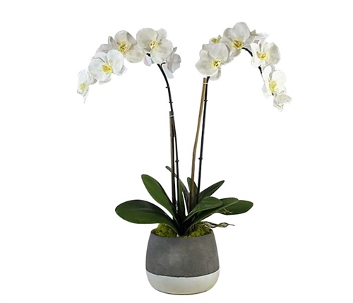 Grey and White Modern Concrete ash pot with orchid MEDIUM
