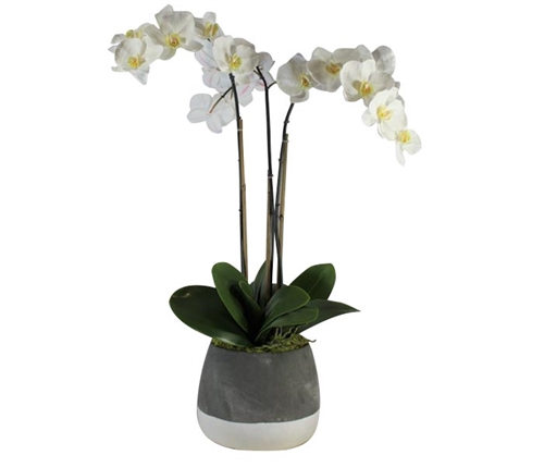 Grey and White Modern Concrete ash pot with orchid LARGE