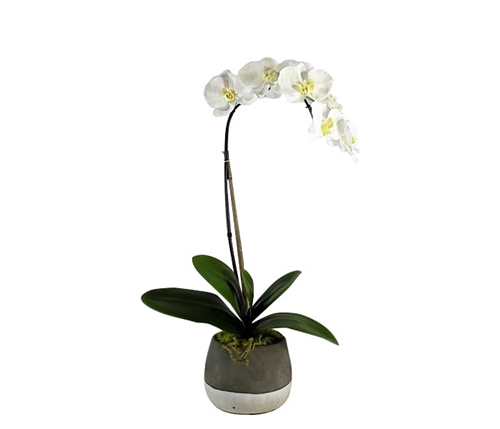 Grey and White Concrete ash pot with orchid
