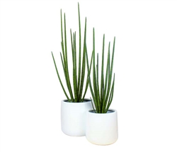 Frette Modern Pot with Snake Grass - WHITE 4 Feet