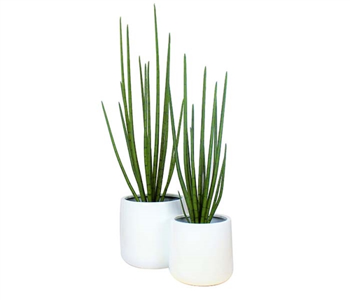 Beau Modern Vase with Snake Grass