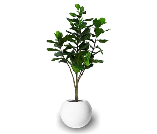 Beth Modern Round Pot with Fiddle Tree