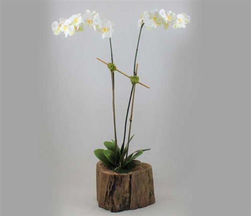 Modern Wood Stump with Double Stemmed Phalaenopsis Orchids