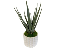 Aloe White Floral Arrangement