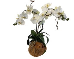 12" Orb Orchid Arrangement