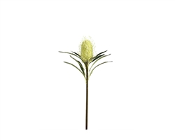 Protea Bloom 24" Stem