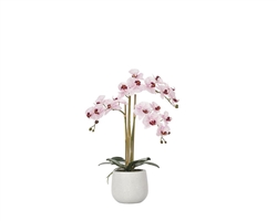 Phalaenopsis Potted 23" Faux Double Stem Orchid - Pink