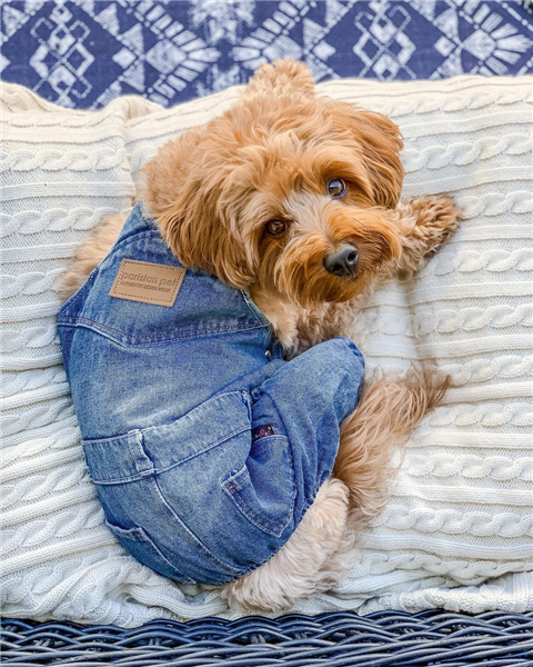 Pet Denim Jumpsuit Dog Jean Overalls Clothes Washable Fashion Denim Pants  Outfit