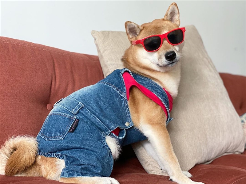 Dog Pet Jumpsuit Dog Wide Striped Denim Overalls Puppy Shirt Dog Apparel |  Buy , Save | Temu