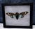 Blue Cicada Mounted in Riker Display Box