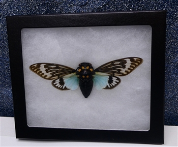 Blue Cicada Mounted in Riker Display Box