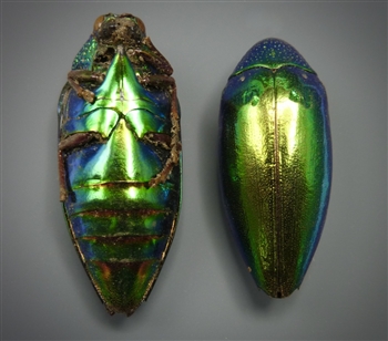 Two Real "Jewel Beetles"