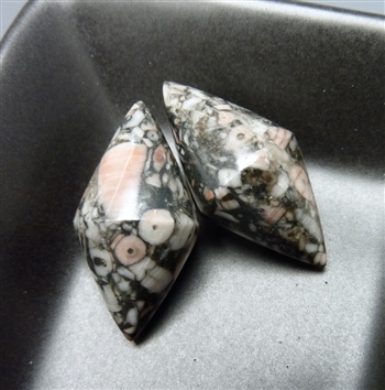 Two double pointed crinoid fossil stone spikes