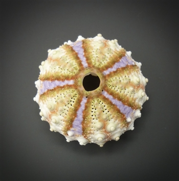 Deep Sea Urchin