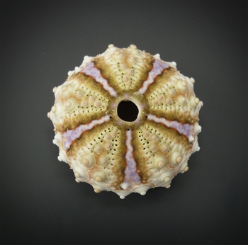 Deep Sea Urchin