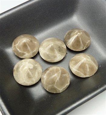 Set of 6 fossil coral shallow stone points, 16mm