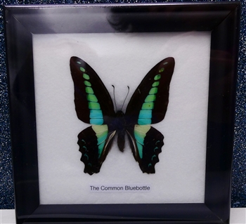 Bluebottle butterfly specimen, framed 5x5 inches