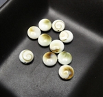 7mm operculum shell beads, pack of 10